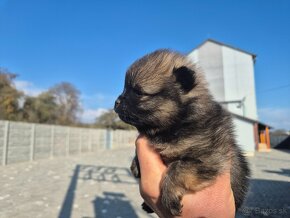 Trpsliči špic pomeranian - 7