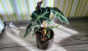 Alocasia Amazonica Polly - 7