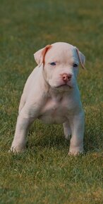 American bully xl, pitbull xxl - 7