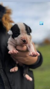 American Bully - 7