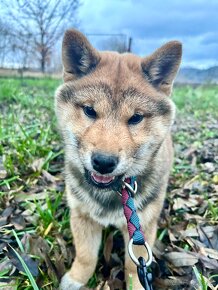 Shiba inu s FCI PP - 7