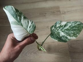 Monstera Albo Variegata - vrchol - 7