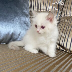 Ragdoll Lilac Bicolor kocúr - 7