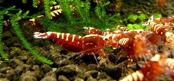 Krevetky caridina - 7