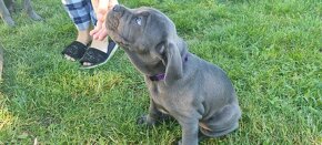 CANE CORSO - 7