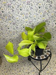 Epipremnum Golden Pothos - 7