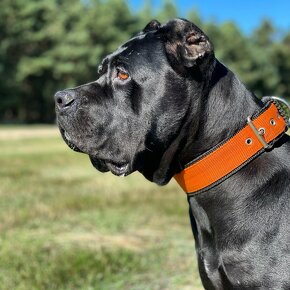 American Bandog s PP - 7