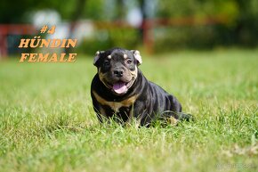 American Bully Pocket s PP (ABKC) - 7