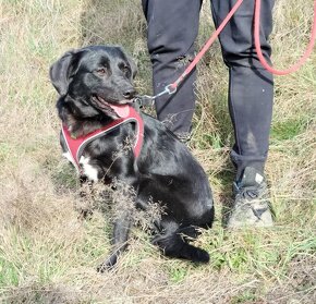 Darujem sučku Lessie - mix retriever - 7