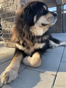 Tibetská doga (Tibetan Mastiff) - 7