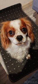 Cavalier  King - 7