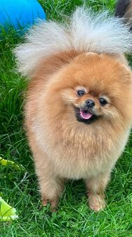 Pomeranian mini šable - 7