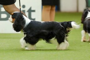 Cavalier King Charles Spaniel - 7