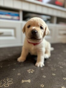 Labrador s PP, Labradorský retriever, šteniatka Labradora - 7