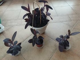 Tradescantia purple hearts 1ks/2,50€+posta - 7