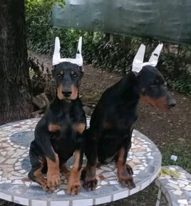 DOBERMAN ŠTENIATKA S FCI P.P. - 7