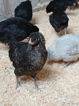 Ameraucana čierna, levanduľová Araucana kuriatka - 7