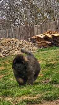 Leonberger s PP - 7