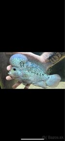 king kamfa blue pearl Flowerhorn samec TOP - 7