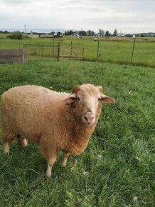 Predám plemenné baran, barany z farmového BIO chovu - 7