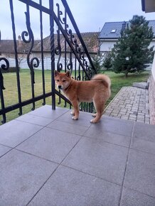 Shiba inu - 7