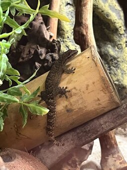 Gekón panenský (Lepidodactylus lugubris) - 7