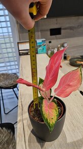 Aglaonema pink star - nadherna unikatna izbova rastlina - 7