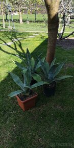 Kaktus AGAVE - 7