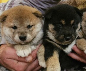 Shiba inu - 7