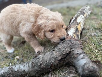 Zlatý Retriever - 7