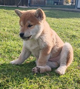 Shiba inu psýk s PP - 7