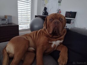 Bordeauxská doga, Dogue De Bordeaux - 7