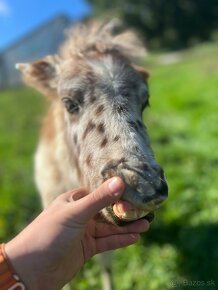 Predám poníka šlachtěna miniappaloosa - 7