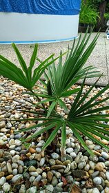 Sadenice Trachycarpus Fortunei - 7