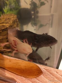 Axolotl mexicky - 7