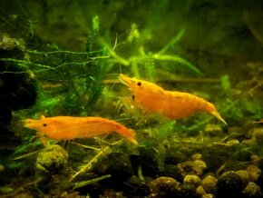 krevetky (Neocaridina) - 7