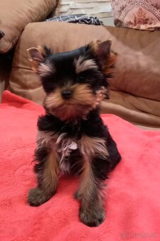 YORKSHIRE TERRIER  - psík s PP - 7