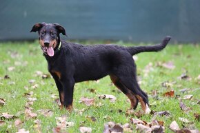 Beauceron s PP - 7