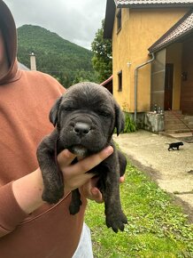 Predám šteniatka psíkov CANE CORSO - 7