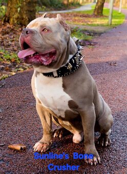 AMERICAN BULLY - 7