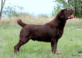 Labrador retriever čokoládové šteniatko s PP - 7