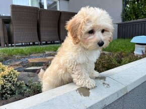 Maltipoo - šteniatko, predbežne rezervácia - 7