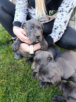 Cane corso modré šteniatka - 7