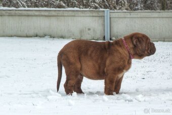 Bordeauxská doga, Dogue de Bordeaux, Bordo doga - 7