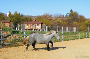 Žrebec na predaj - Percheron - 7