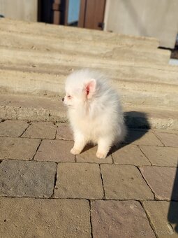 Pomeranian Spitz - trpaslík je chlapec a dívka. - 7