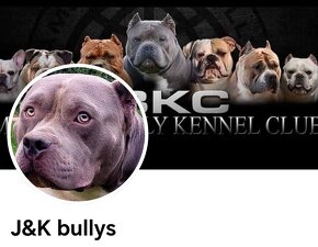 J&K bullys "ponúkame na predaj American bully pocket - 7