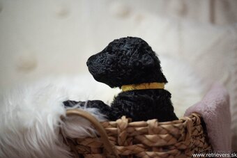 Curly Coated Retriever s PP - 7