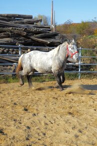 Predám ťažného koňa - Percheron - 7