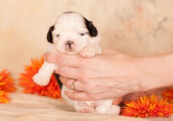 Shih-Tzu šteňiatka (shi tzu, si-tzu, shitzu, si-cu) - 7